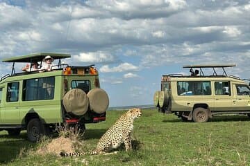 Cheetah walking confidently between two safari vehicles in the Mara ecosystem