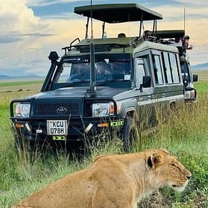 Lioness walking beside a 4×4 Land Cruiser during a morning game drive in Kenya