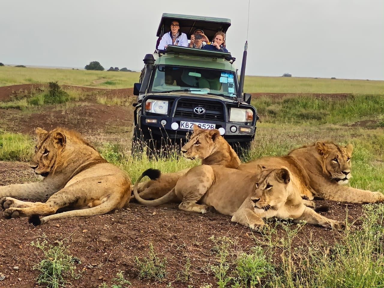 Pride of lions resting beside a Toyota Land Cruiser on safari game drive in Kenya