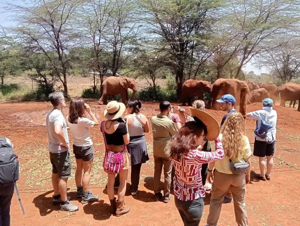Nairobi National Park and City Tour - Image 1