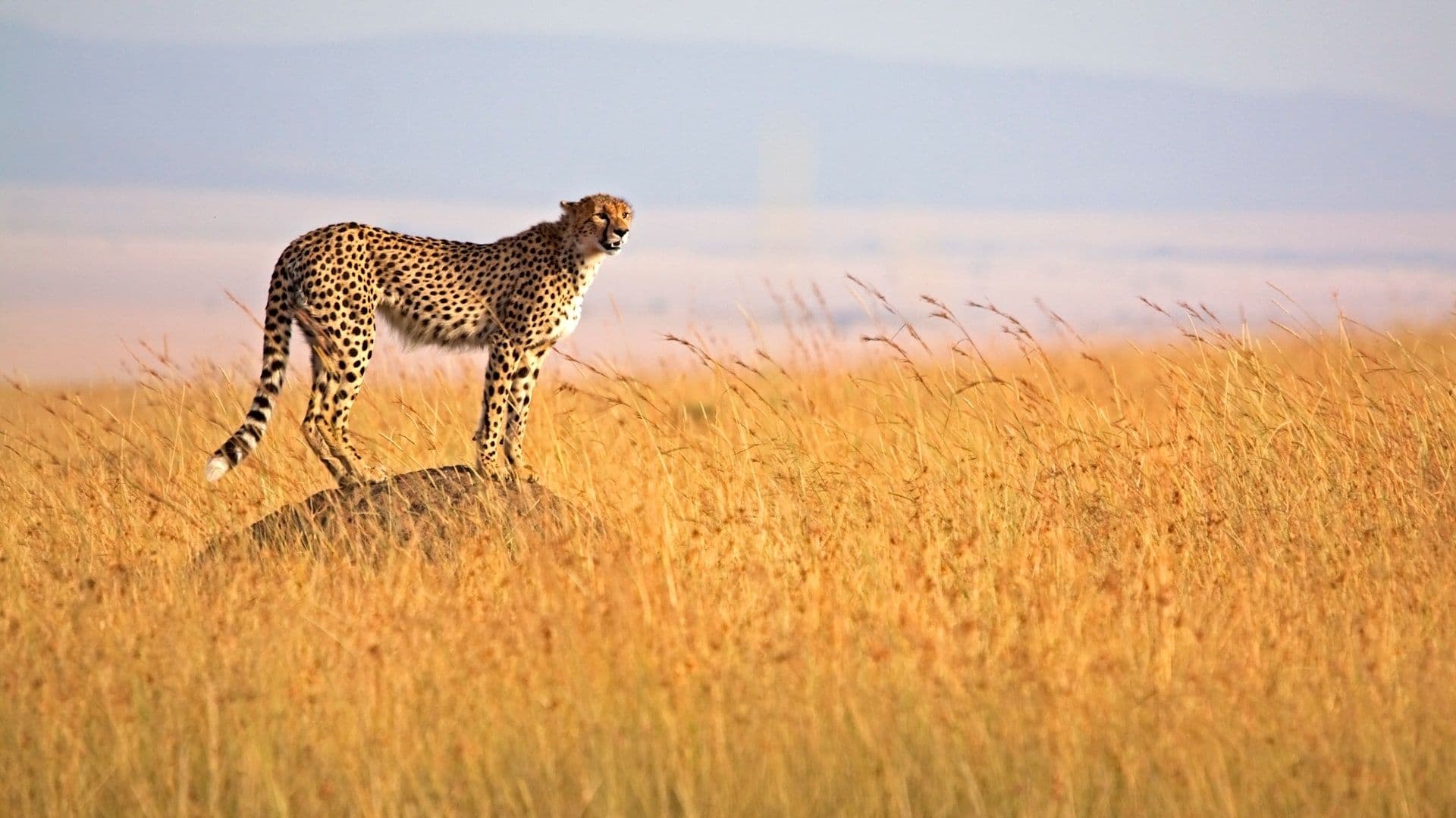 3-Day Masai Mara Group Safari | Big Five Game Drives