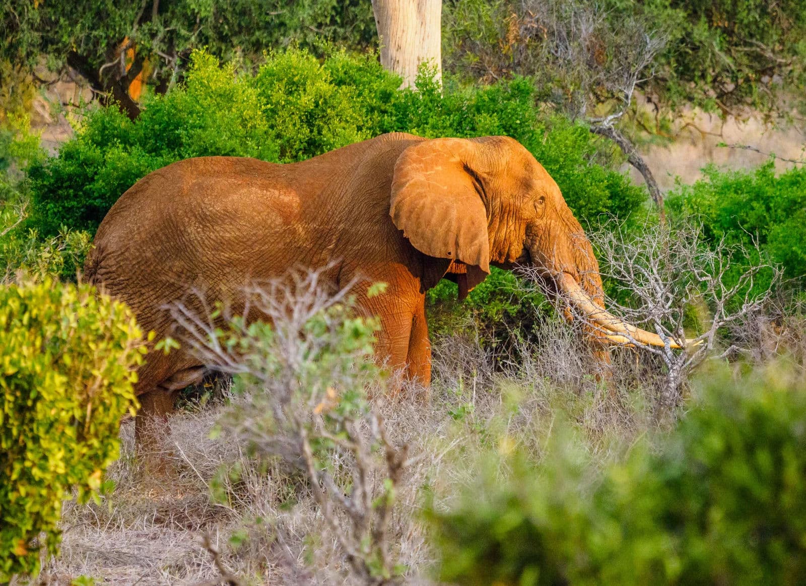 9-Day Ultimate Coast to Nairobi Safari | 8 Parks