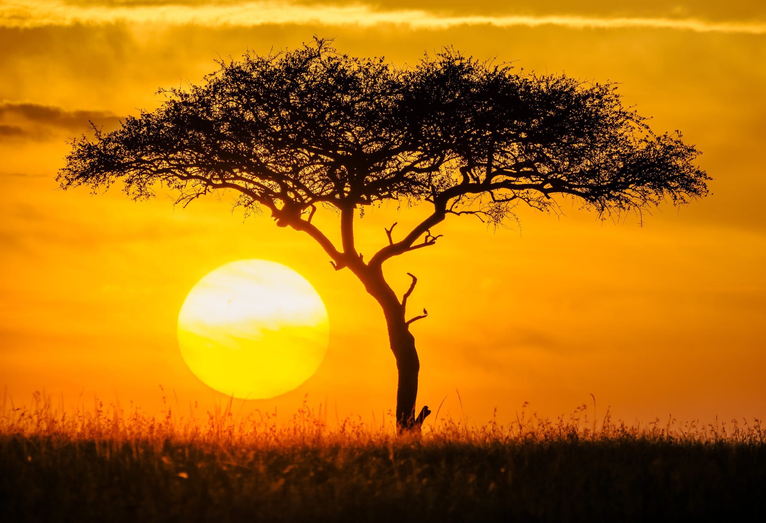 4-Day Masai Mara Safari from Mombasa | SGR Train