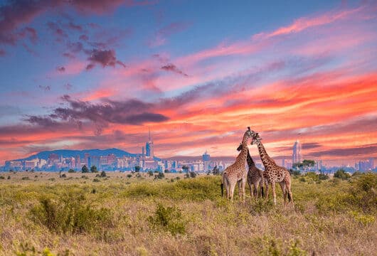 Nairobi National Park Half-Day Tour | City Skyline Safari
