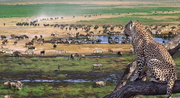 Tanzania Safari Guide