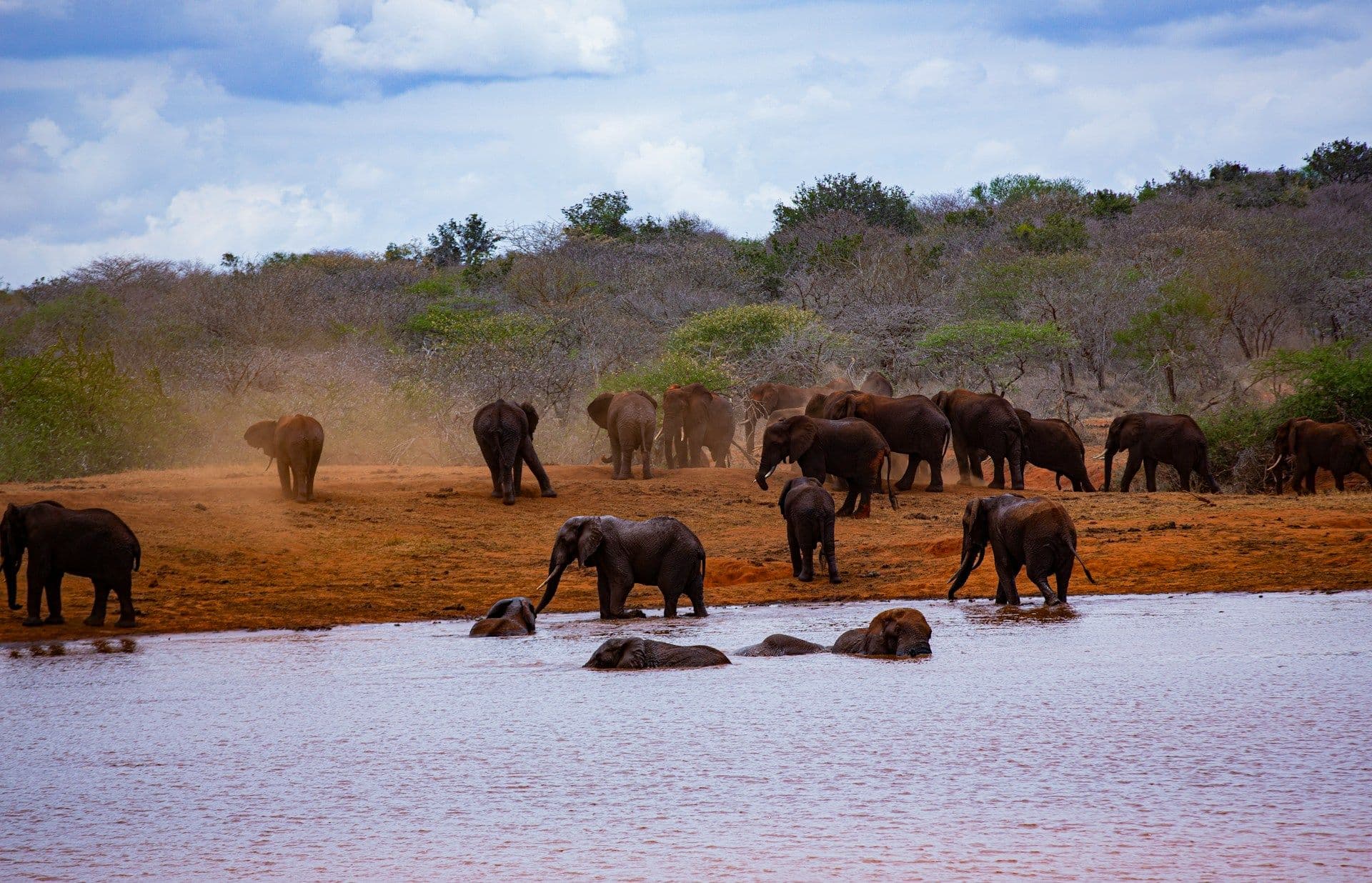 Red-dusted elephants in the vast landscape of Tsavo National Park