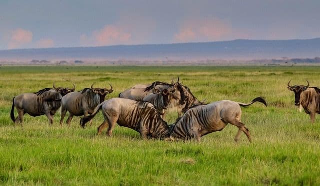 Wildebeest crossing the Mara River during the Great Migration