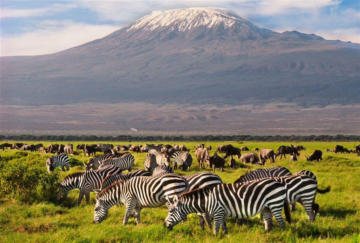 Zebras grazing in Amboseli National Park with Mount Kilimanjaro backdrop