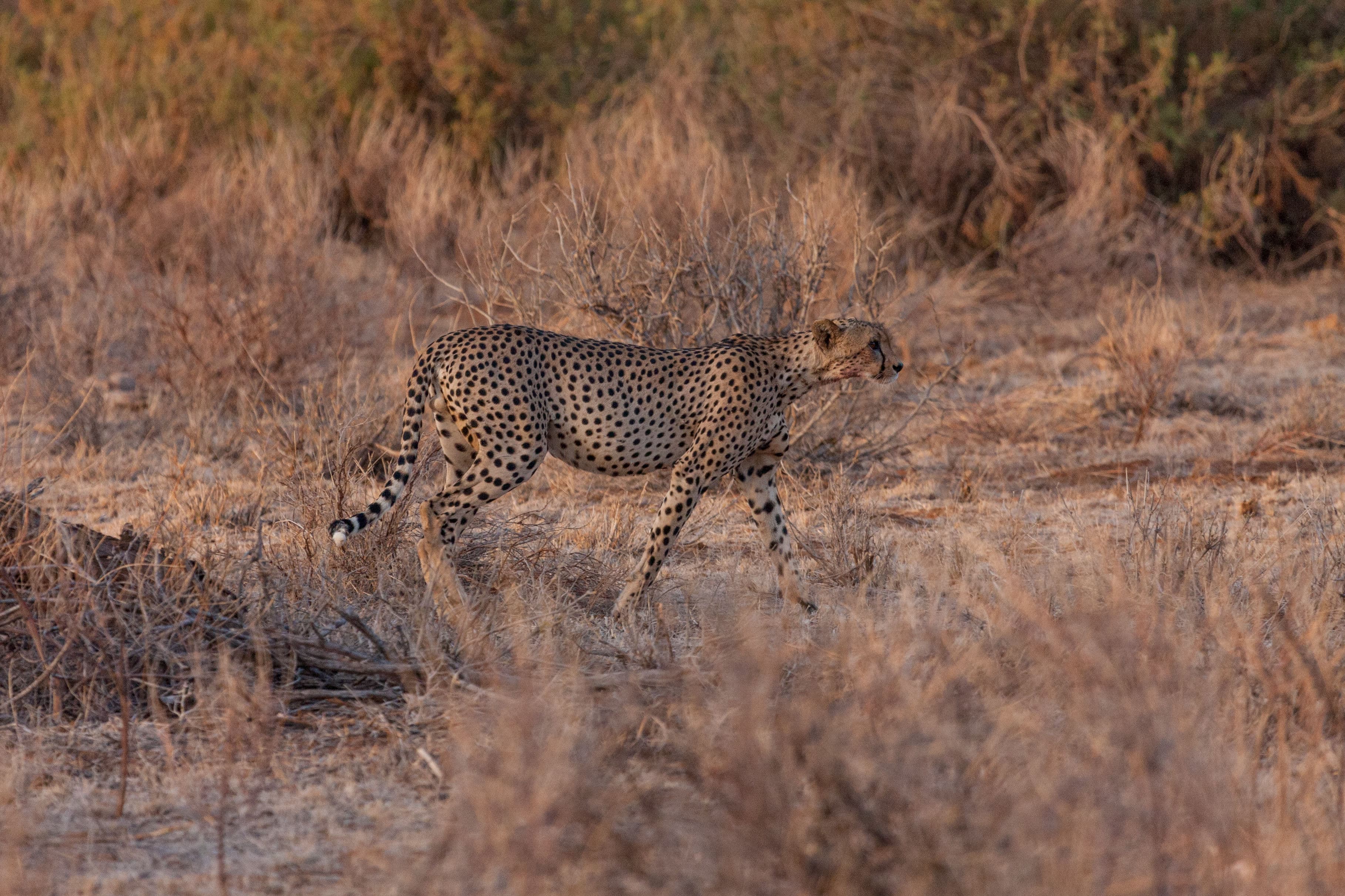 4-Day Samburu & Ol Pejeta Safari