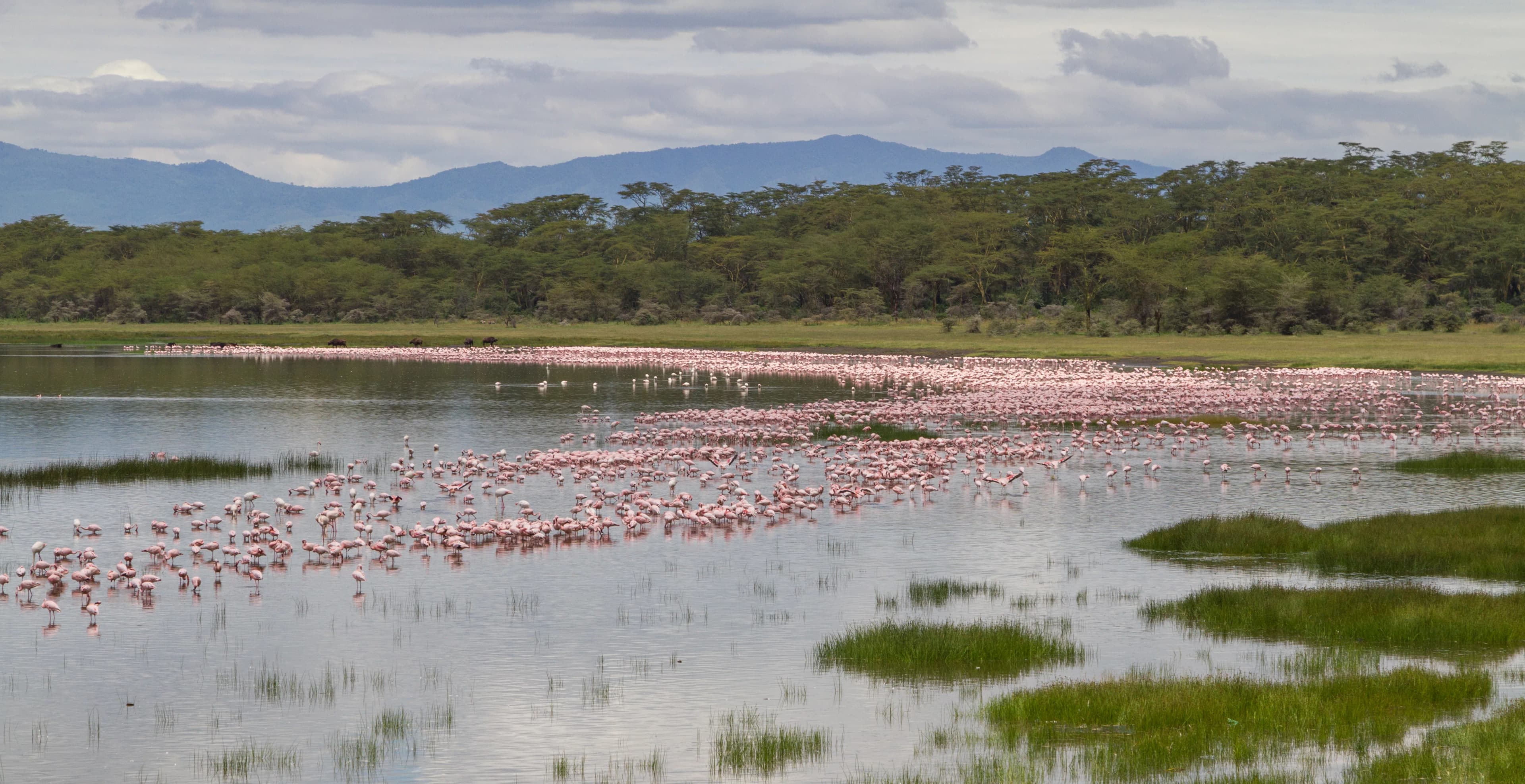 DIANI BEACH EXCURSIONS