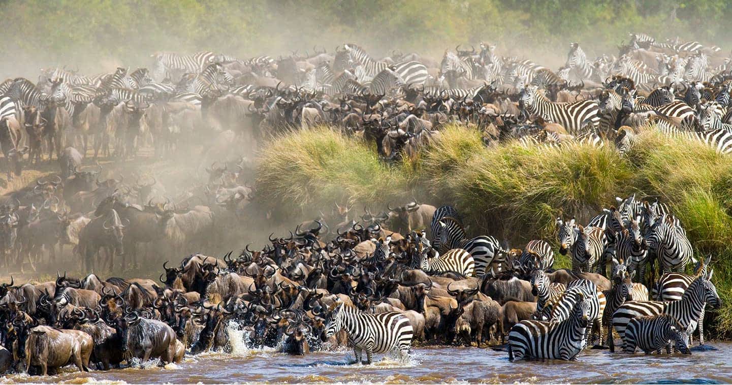 The Great Wildebeest Migration sweeping across the Serengeti-Mara ecosystem