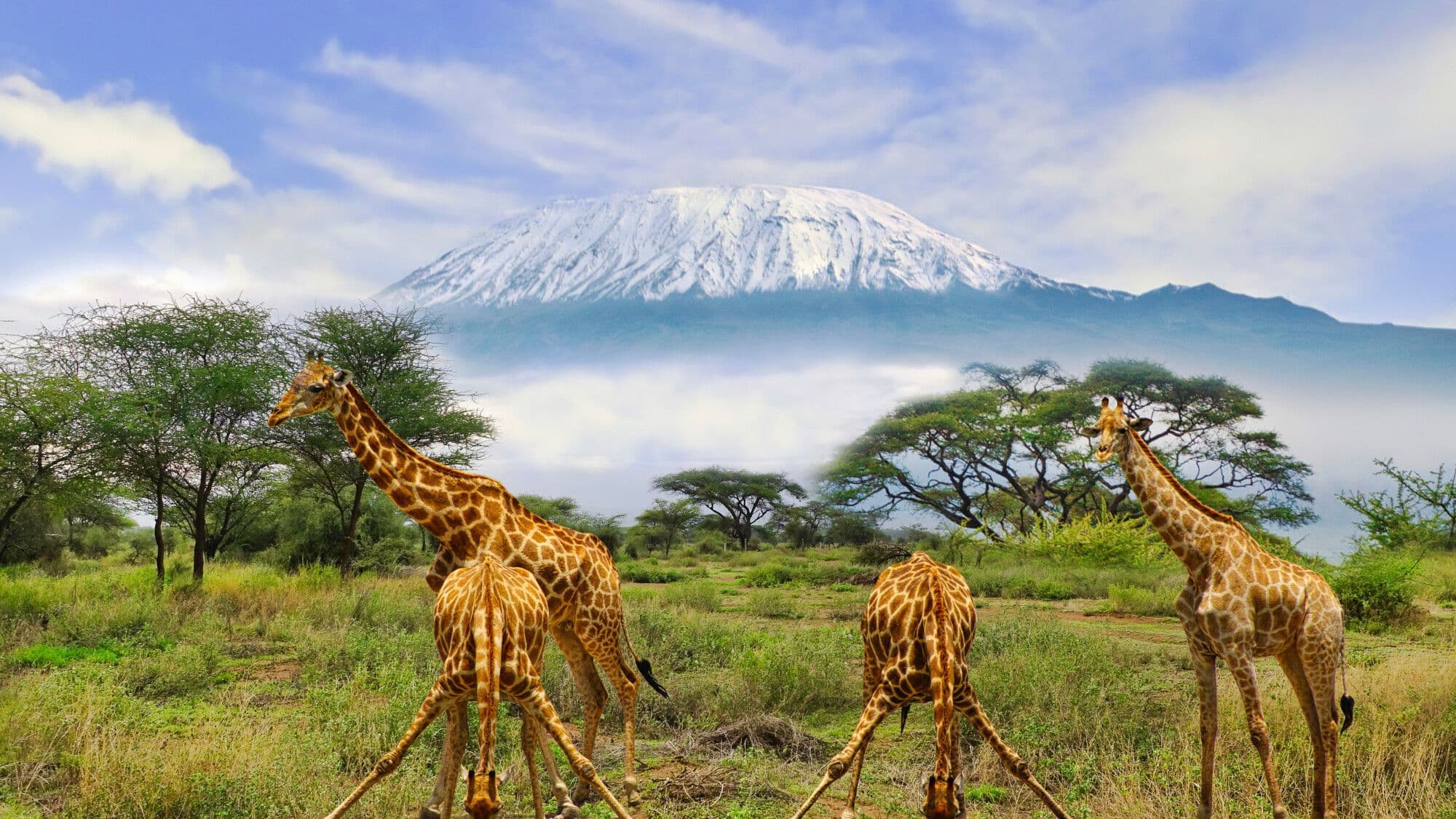 Giraffes walking past a safari vehicle in Kenya — a perfect family safari moment