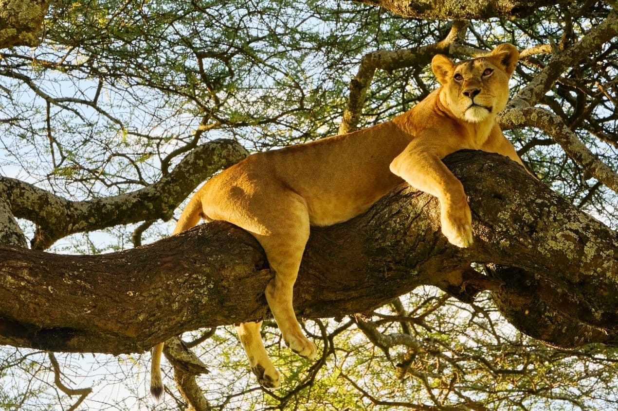 8-Day Kenya & Tanzania Migration Special | Mara to Serengeti Overland