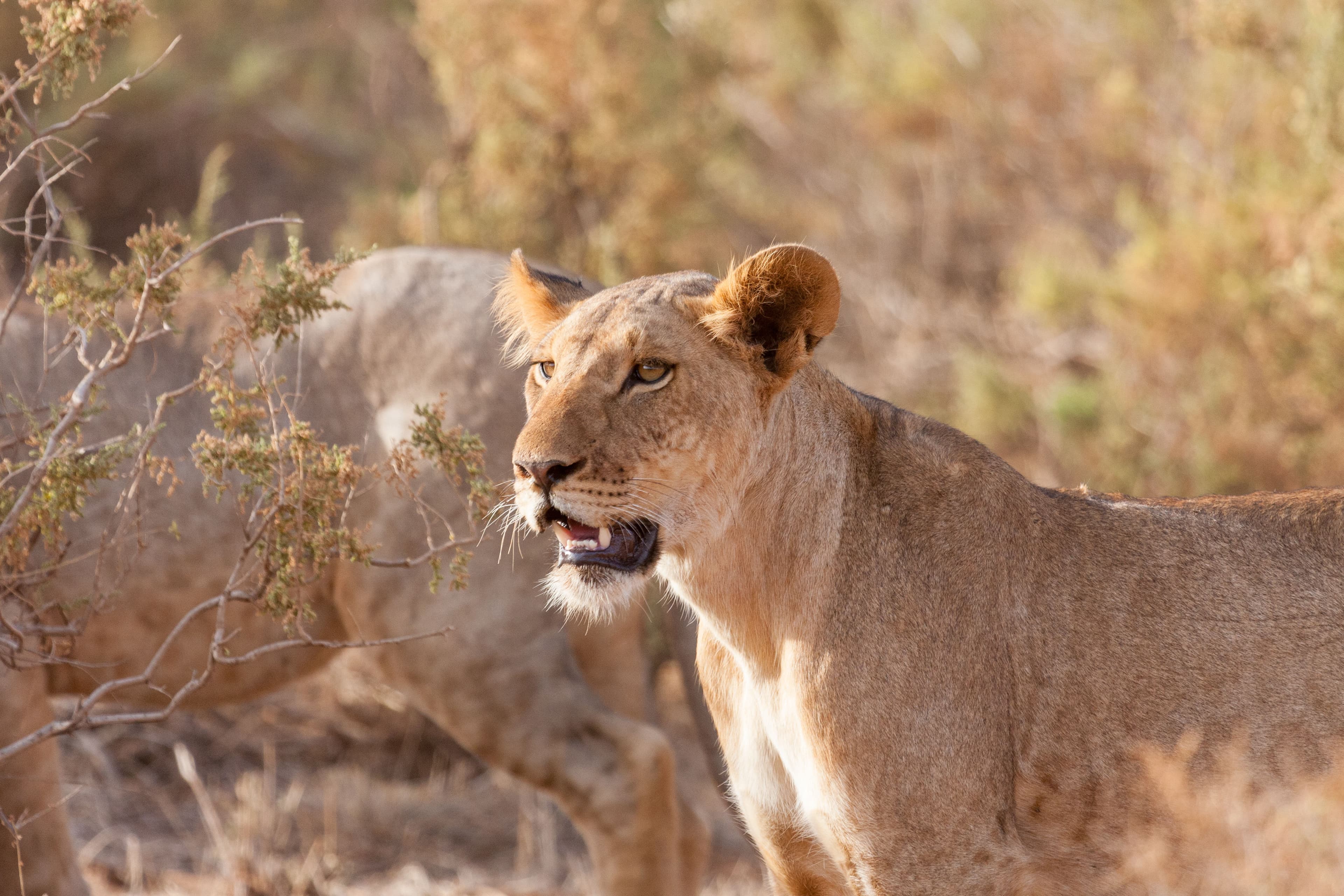 3-Day Samburu Wildlife Safari