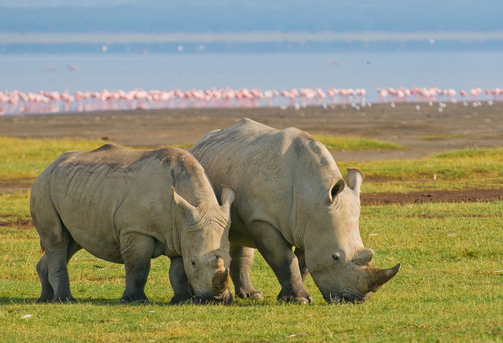 White rhino at Lake Nakuru National Park, Kenya