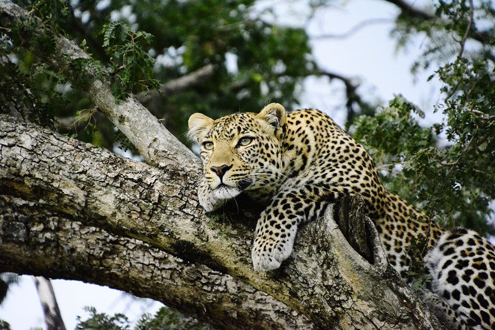 4-Day Samburu & Ol Pejeta Safari to Diani Beach | Special Five, Big Five & Rhino Conservation Bush-to-Beach Combo