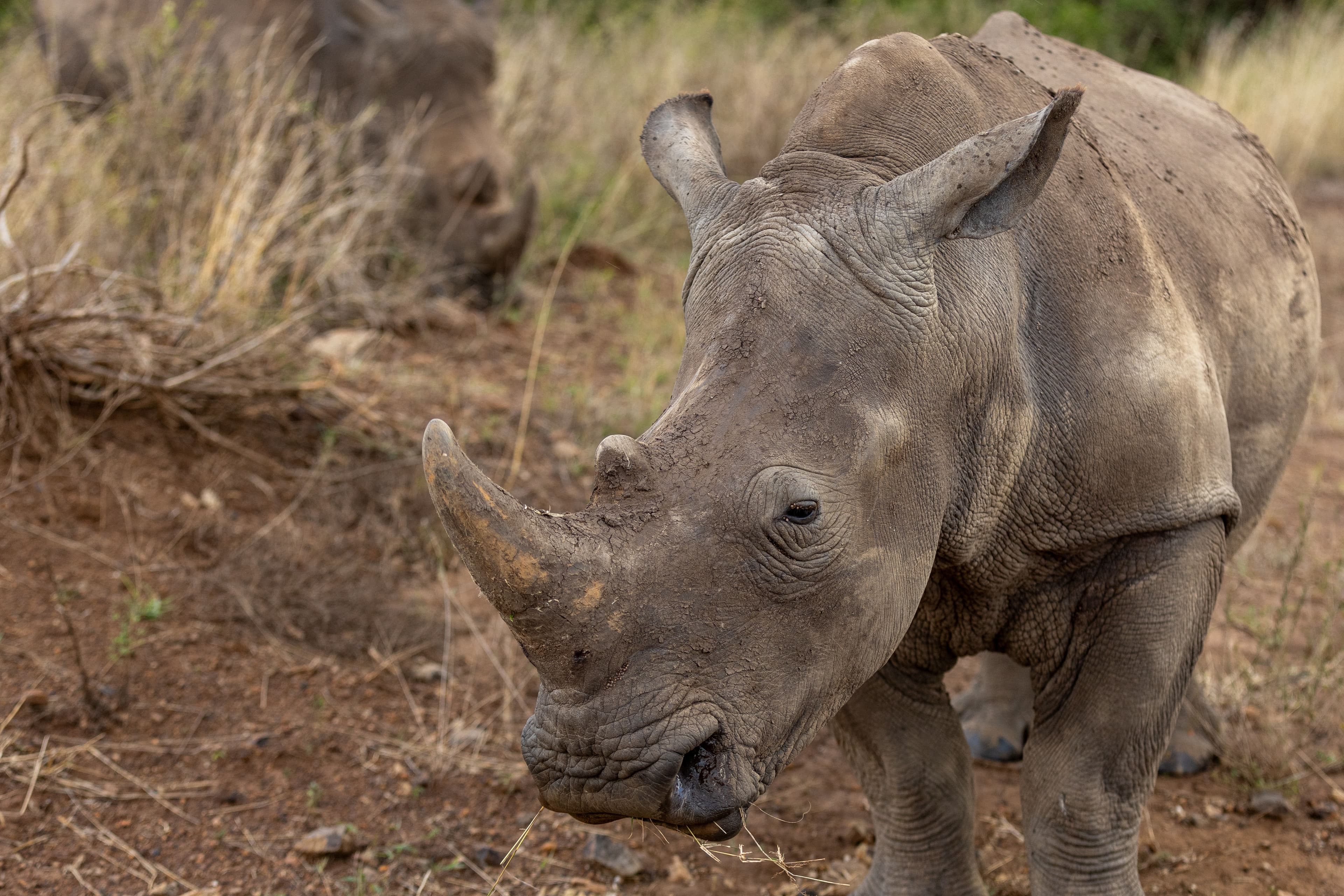 Nairobi National Park Half-Day Group Tour | City Safari - Image 1