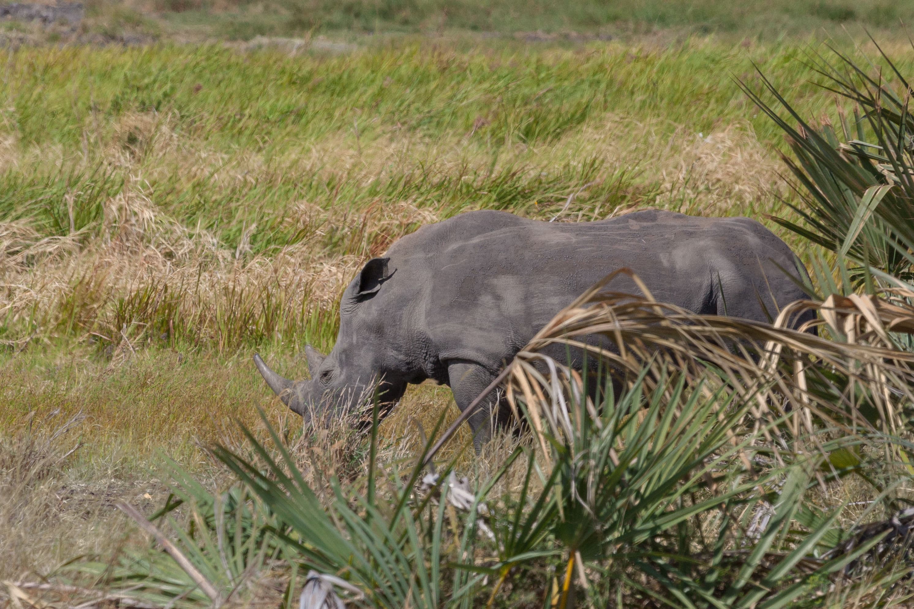 3-Day Ol Pejeta Conservancy Safari
