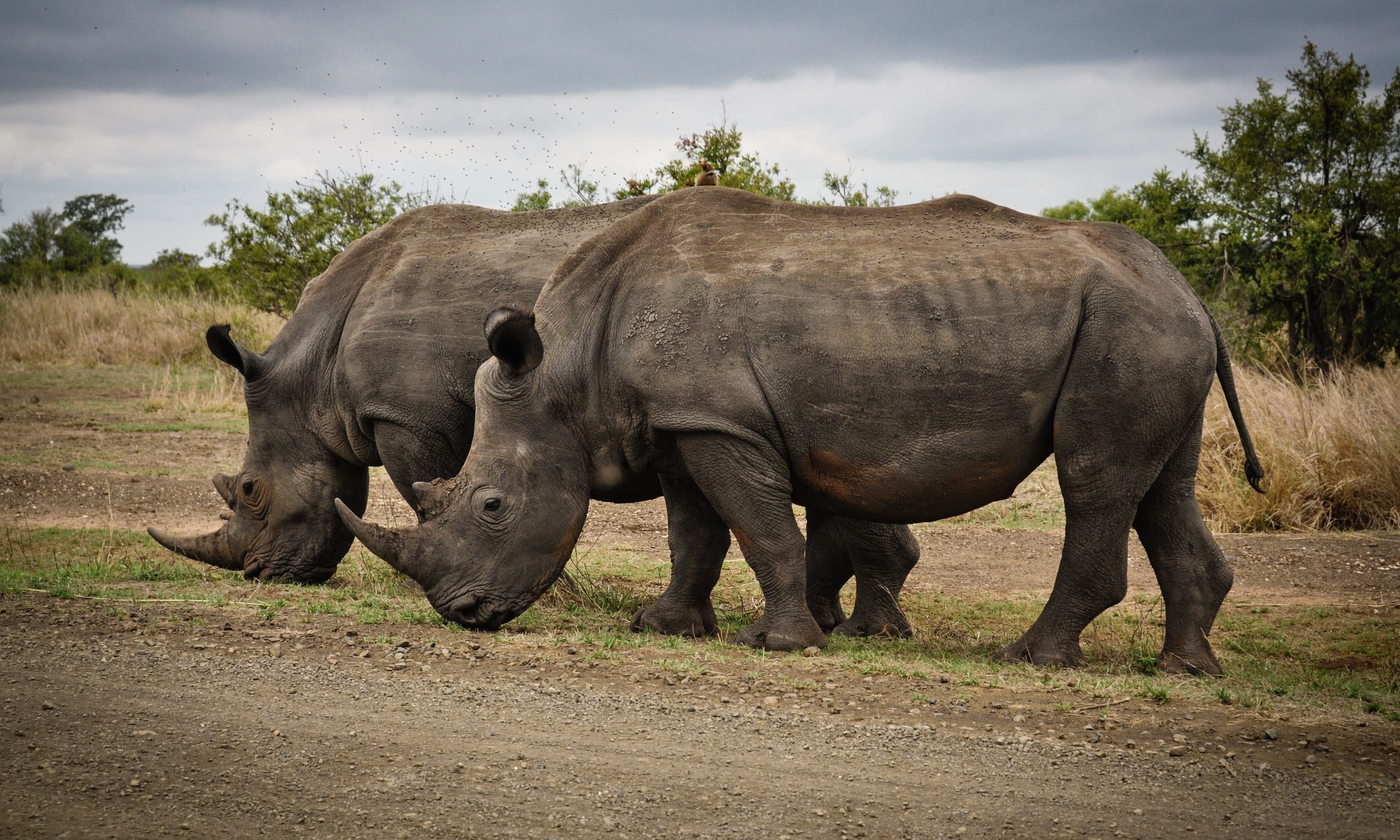 4-Day Meru National Park Safari