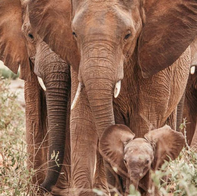 David Sheldrick Wildlife Trust