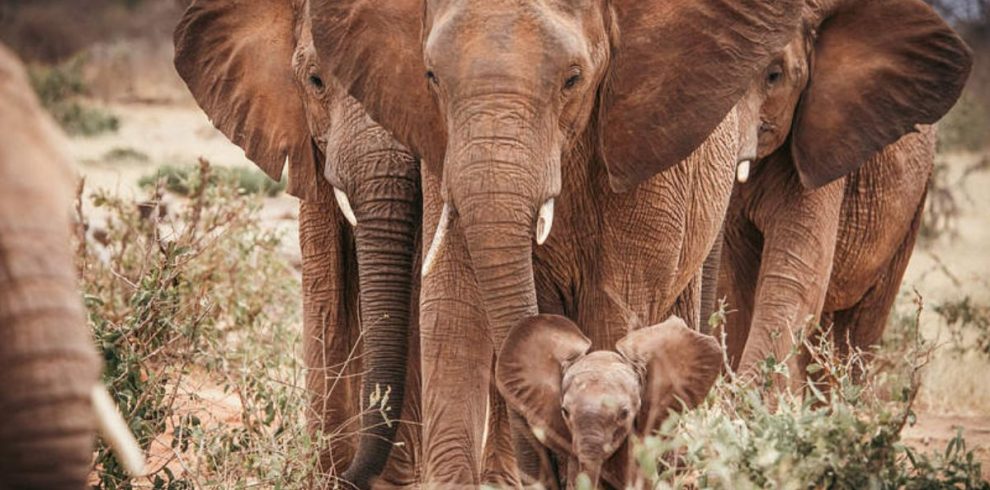 David Sheldrick Wildlife Trust