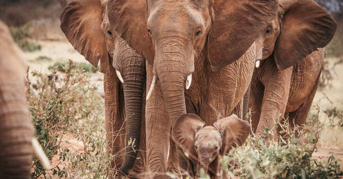 David Sheldrick Wildlife Trust