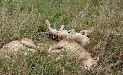 Lake Nakuru, Naivasha and Masai Mara Safari