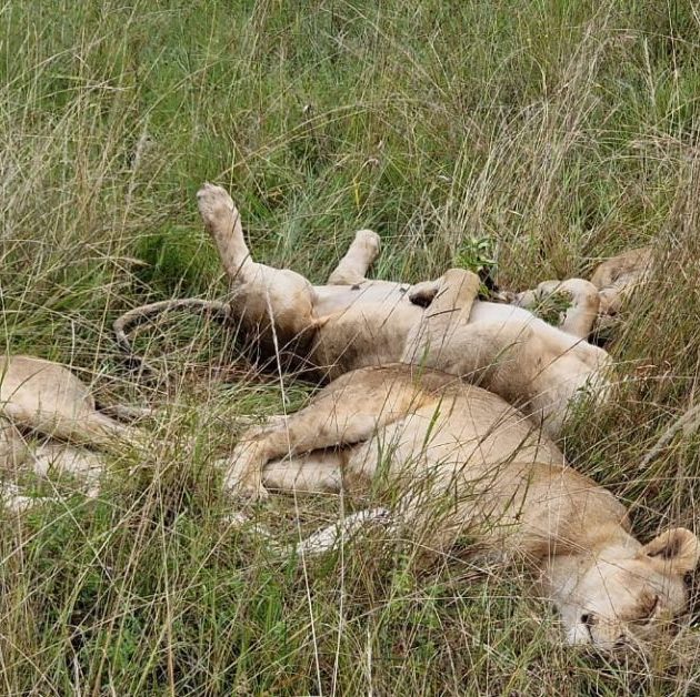 Lake Nakuru, Naivasha and Masai Mara Safari