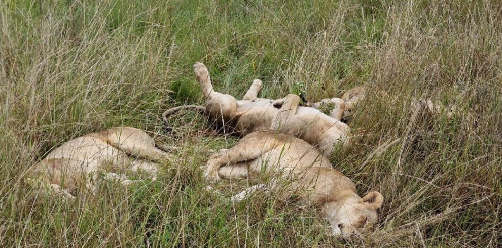 Lake Nakuru, Naivasha and Masai Mara Safari