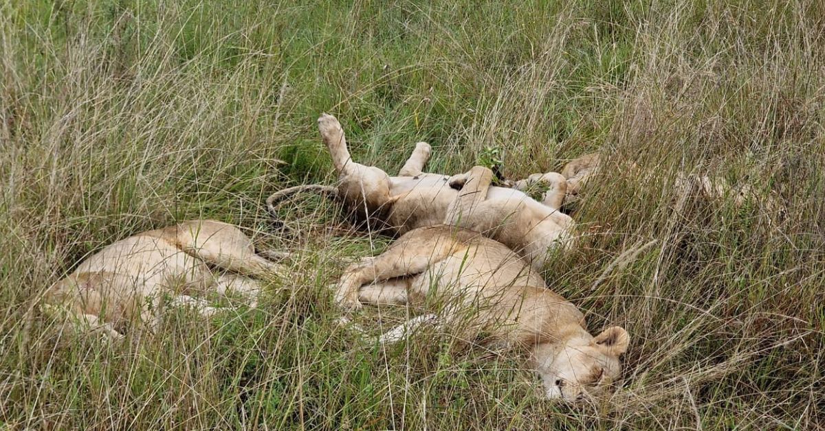 Lake Nakuru, Naivasha and Masai Mara Safari