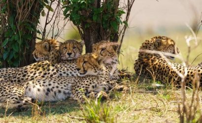 Masai Mara & Amboseli Safari Tour