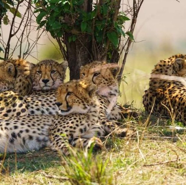 Masai Mara & Amboseli Safari Tour