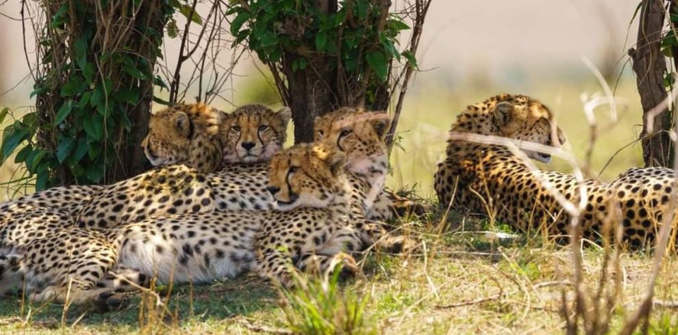 Masai Mara & Amboseli Safari Tour