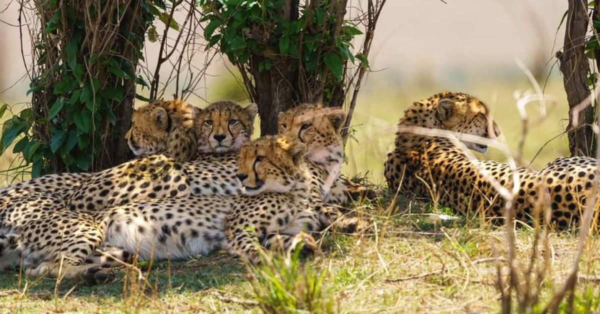 Masai Mara & Amboseli Safari Tour