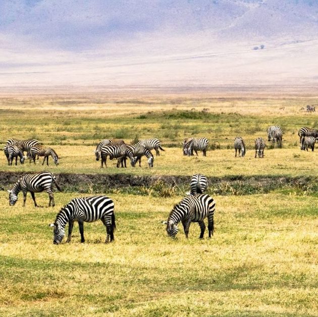 Ngorongoro Conservation