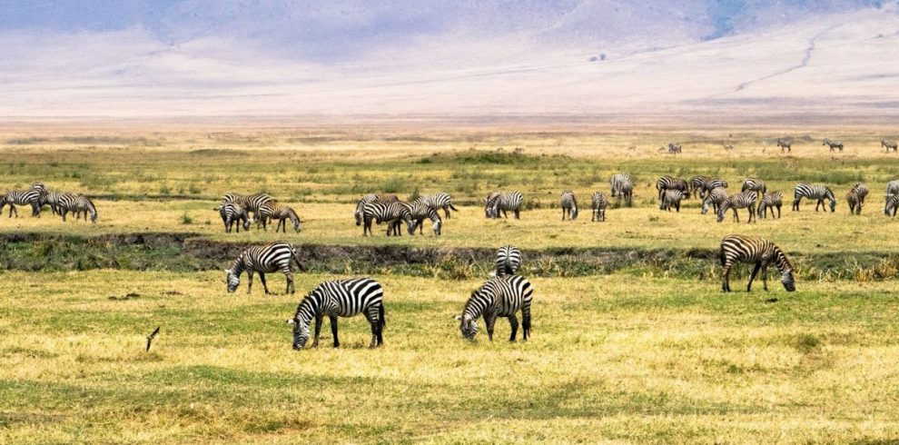 Ngorongoro Conservation