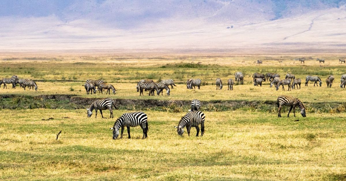 Ngorongoro Conservation