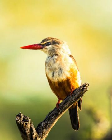 Bird Watching Safaris