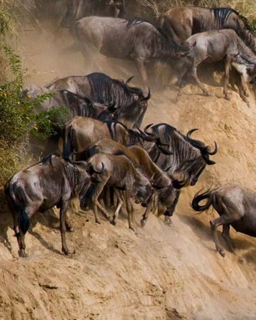Great Migration Safaris